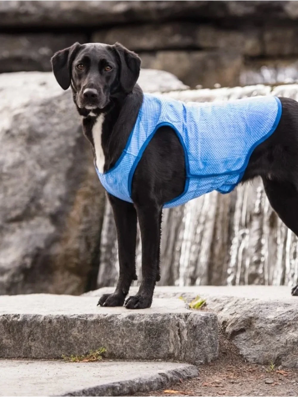 GF Pet Ice Vest Cooling Dog Harness - Blue